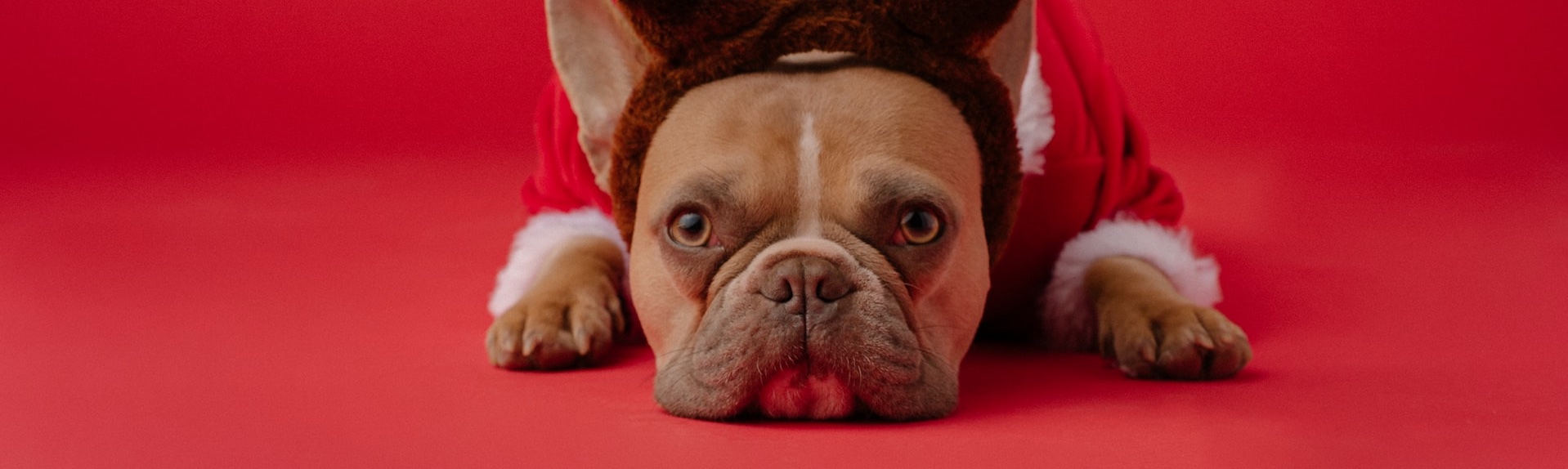 kampanevanoce - šiřka