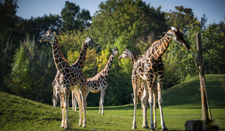 Žirafy, Safari Park Dvůr Králové